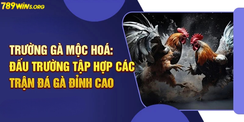 Thông tin chung về trường gà Mộc Hóa